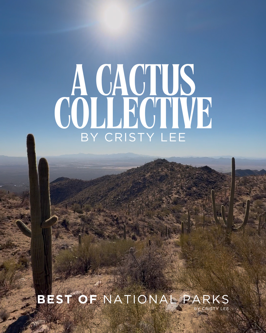A Cactus Collective | Best of National Parks