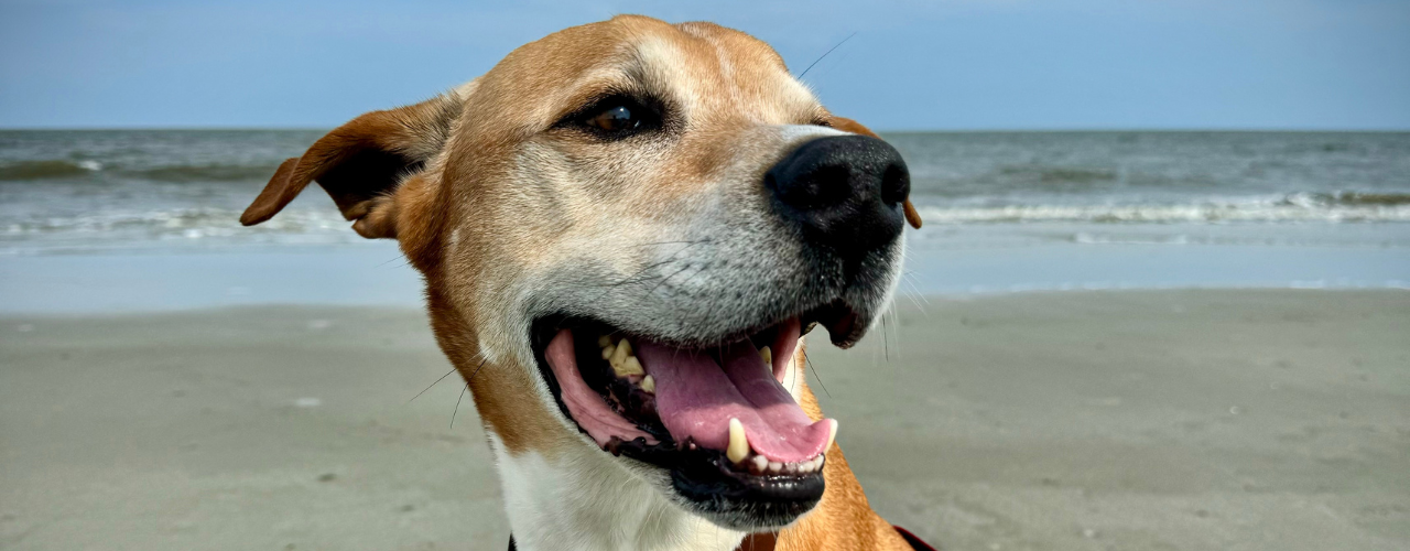 Roam Report: Crossing All Kinds of Bridges