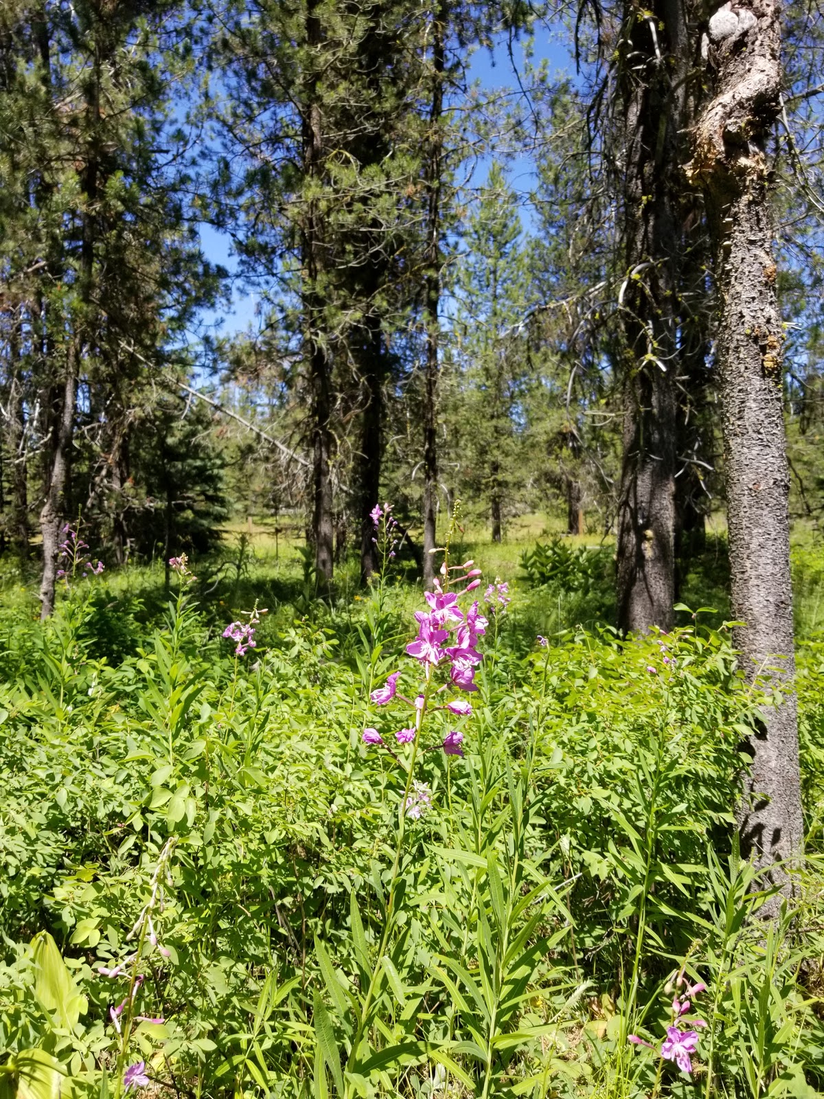 Cold Springs Campground