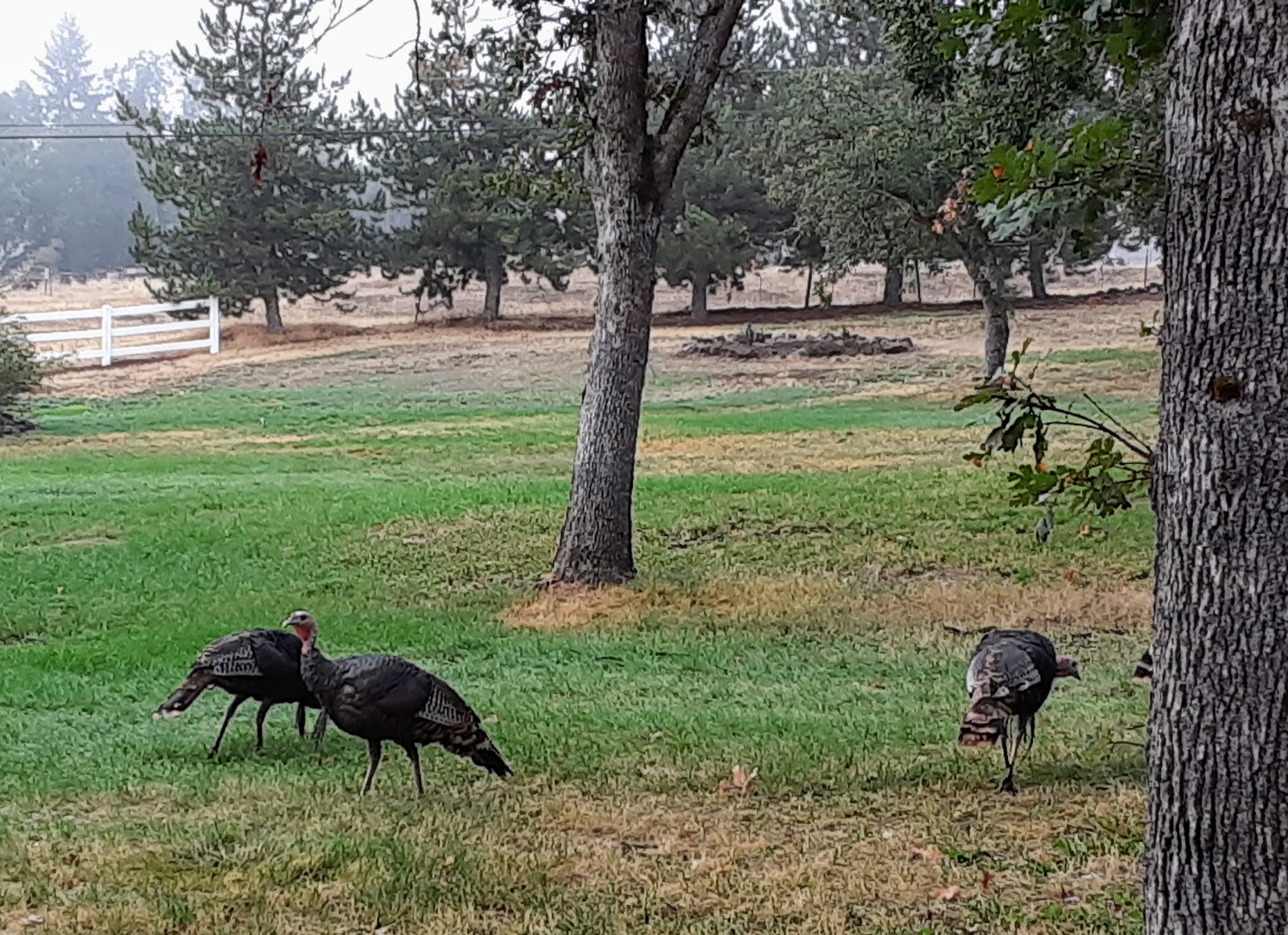 Medford Oaks RV Park & Campground