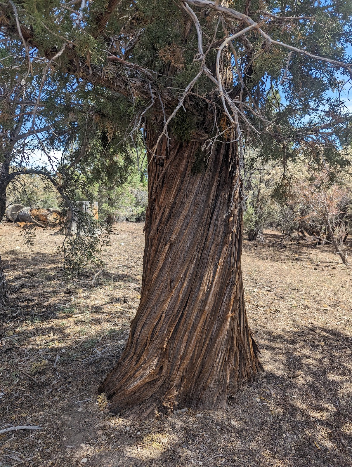 Tanglewood Group Campground