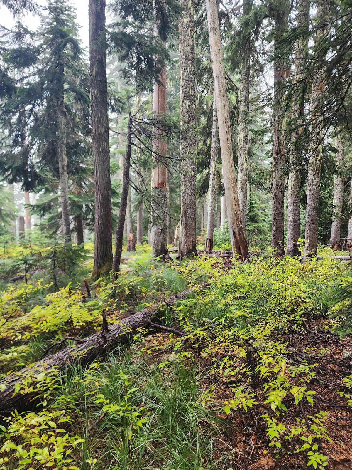 Goose Lake Campground