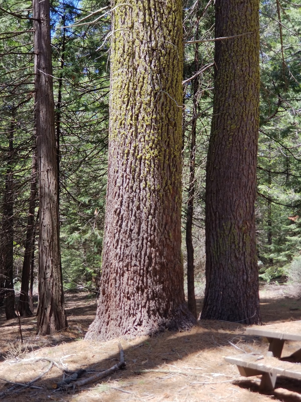 Swanson Meadow Campground