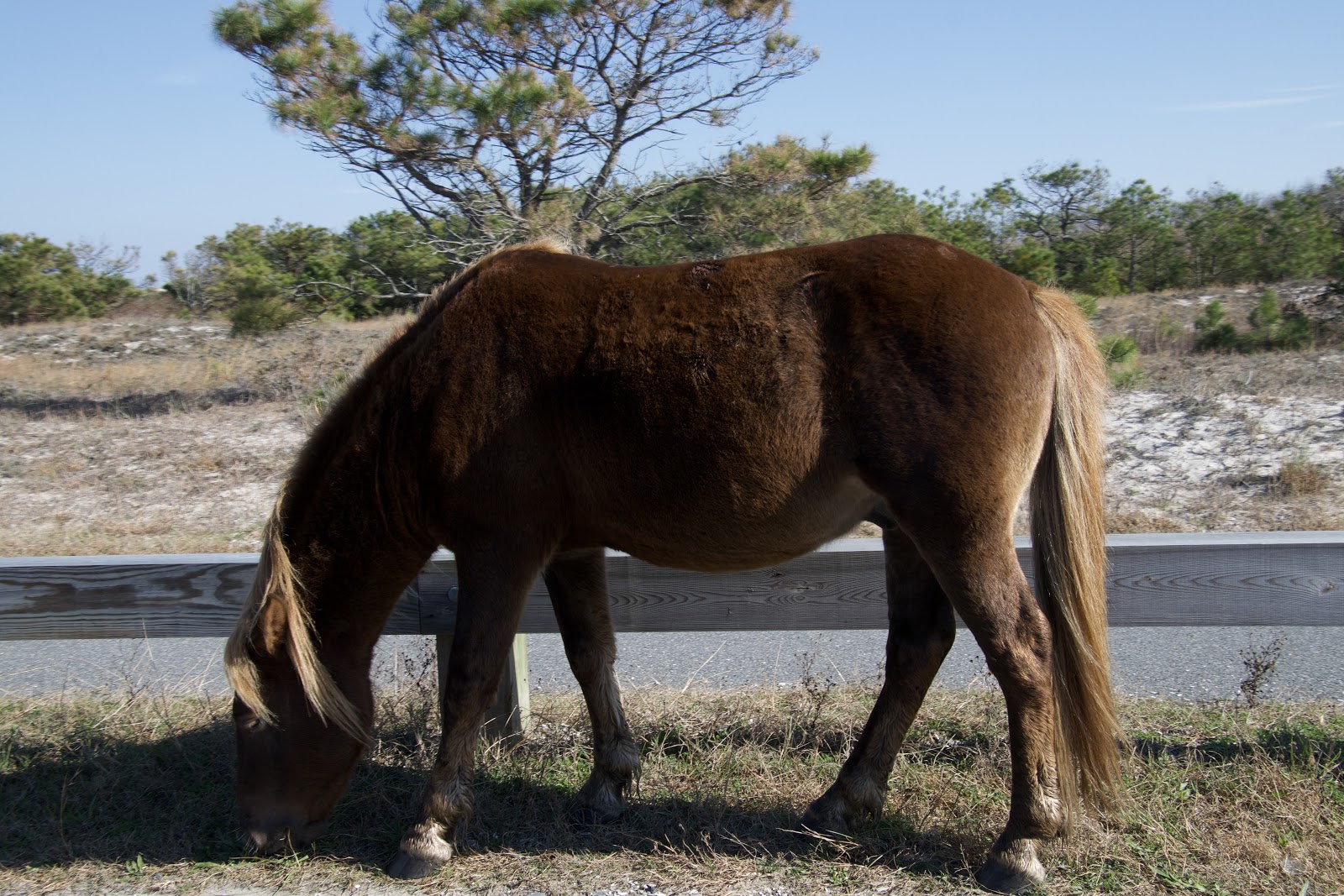 Oceanside - Assateague Island National Seashore