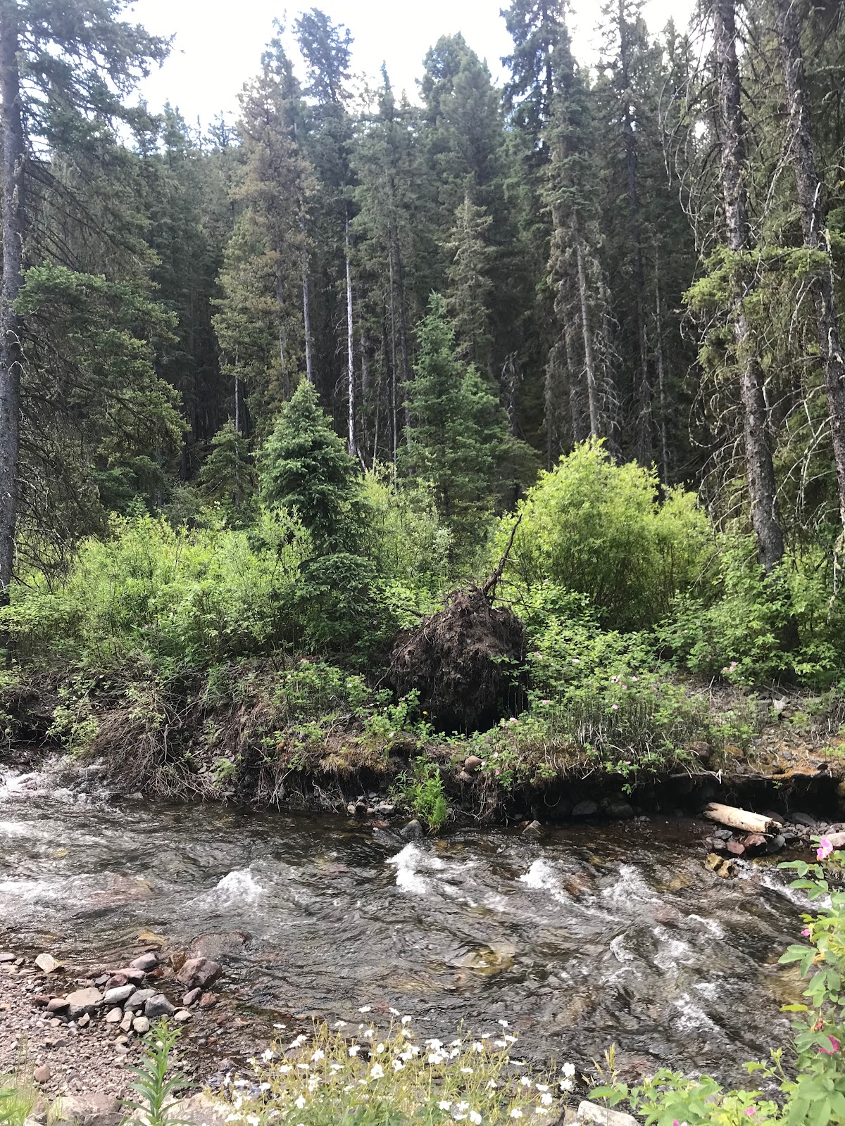 Swan Creek Campground