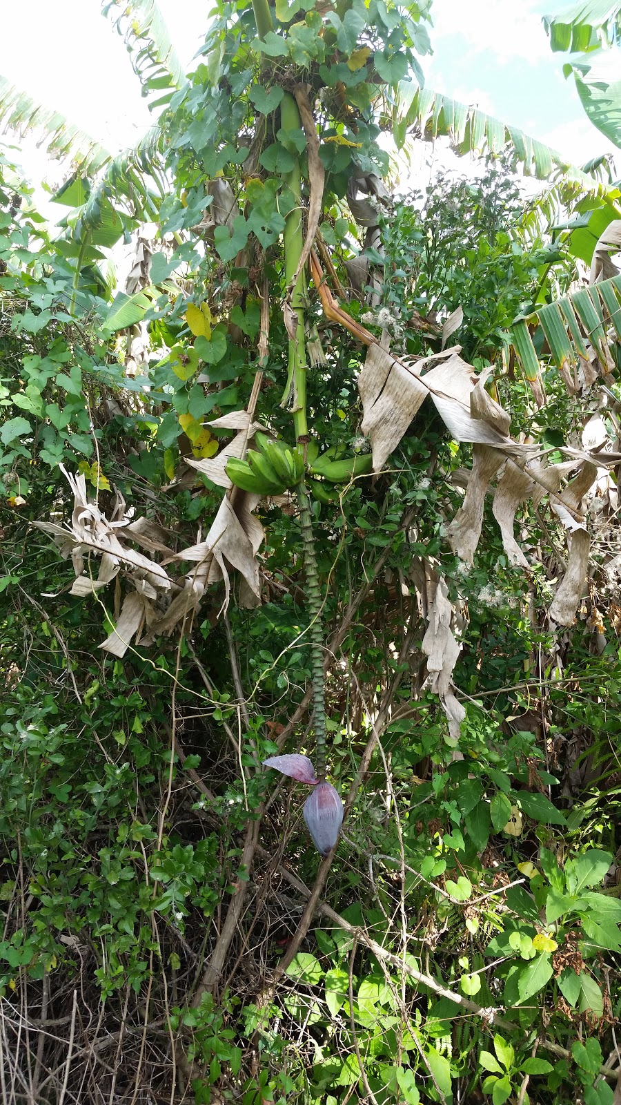 Backcountry Canepatch - Everglades National Park