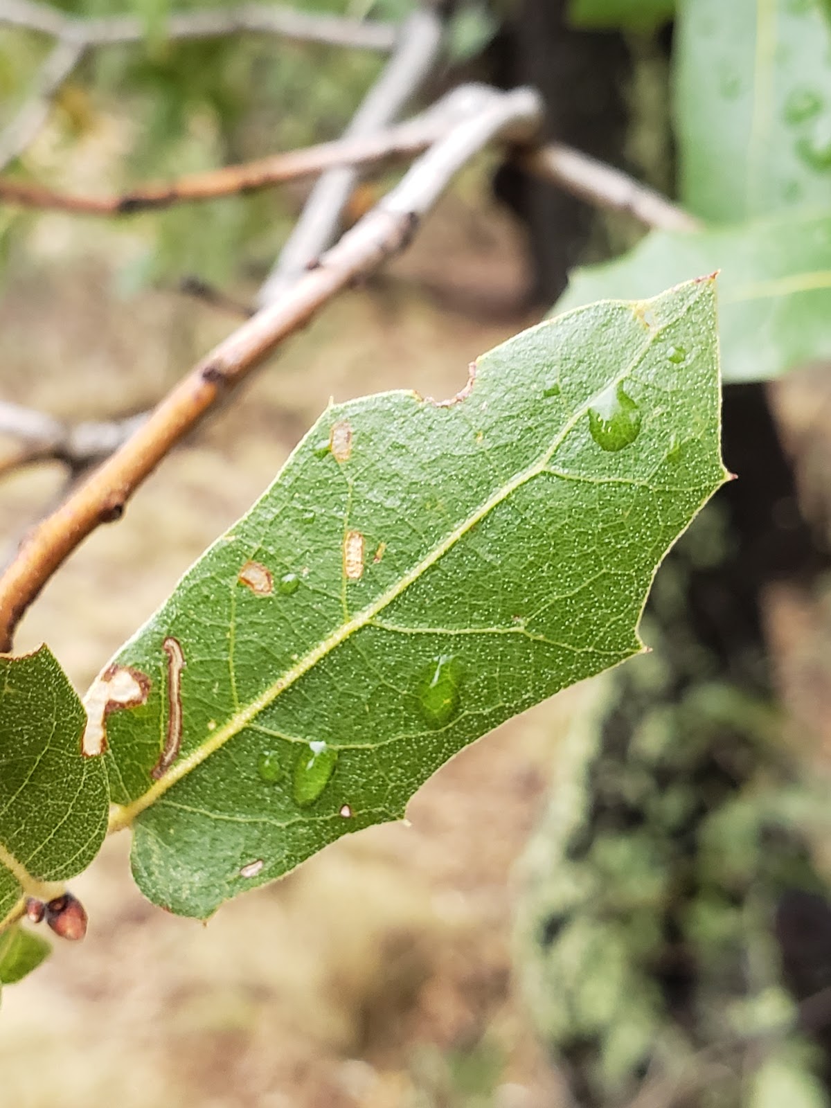 Stockton Pass Campground