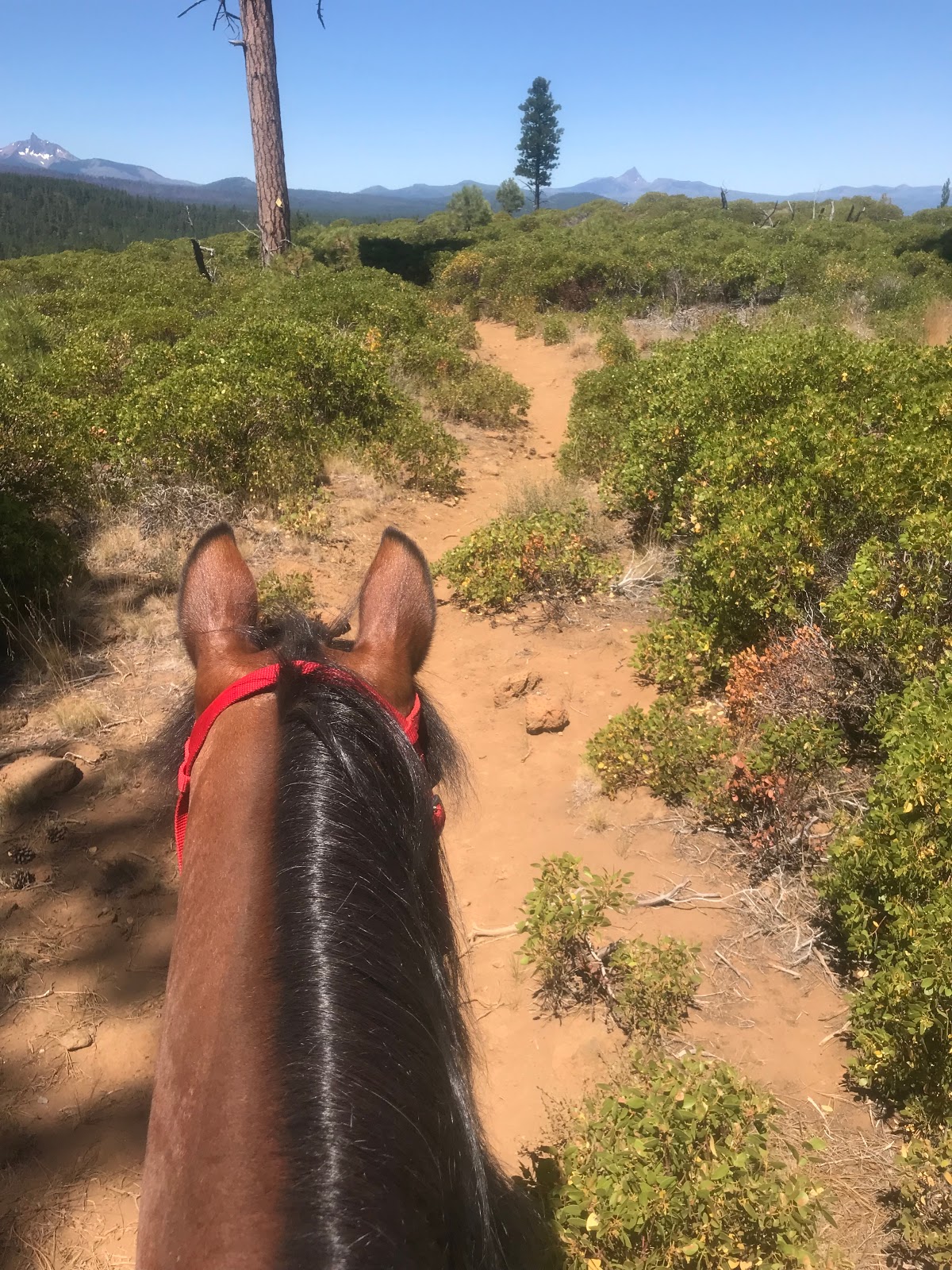 Sisters Cow Camp Horse Camp
