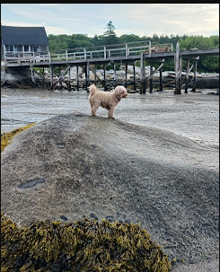 Lobster Buoy Campsite