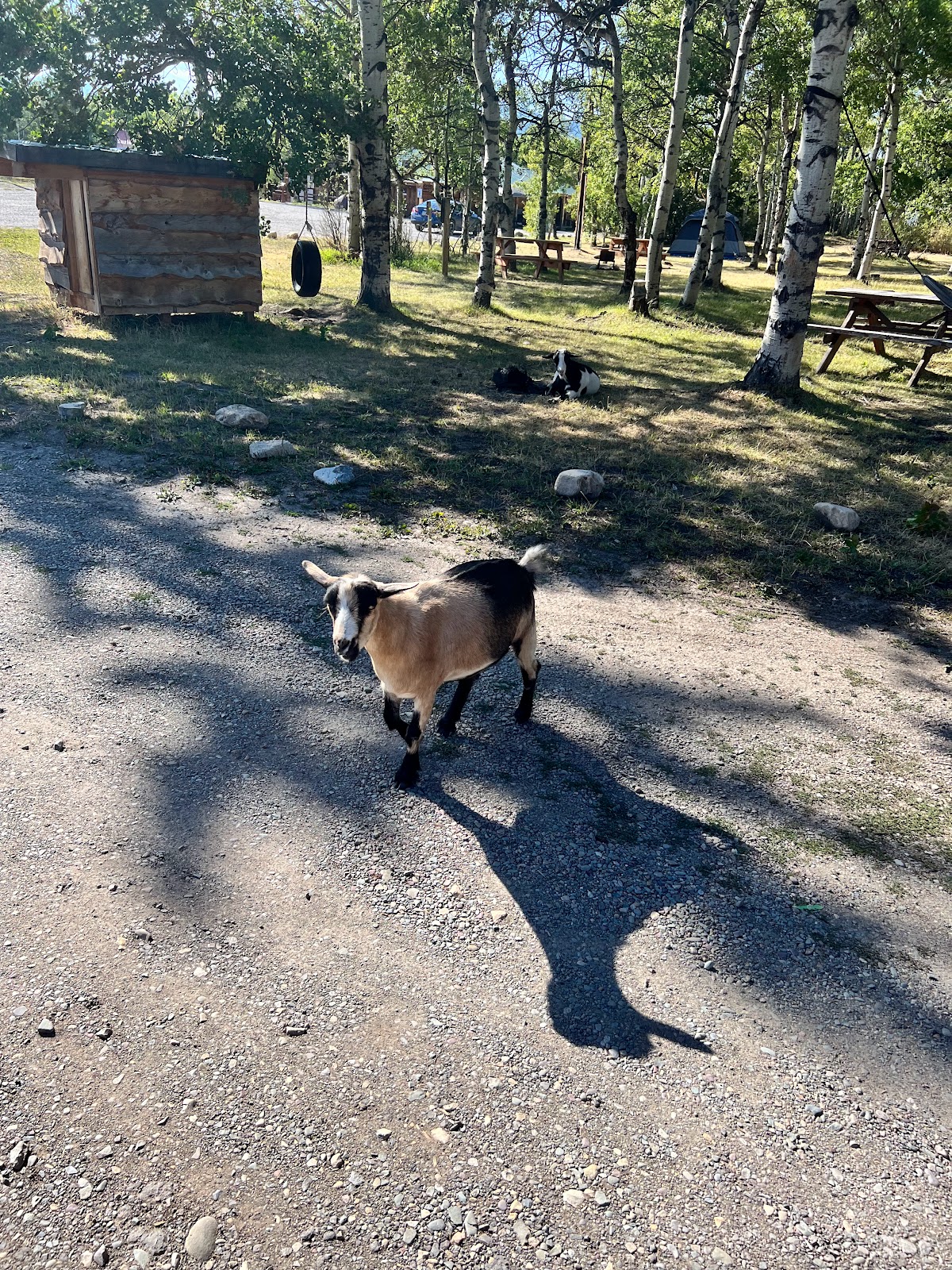 Leaning Tree Cafe and Campground