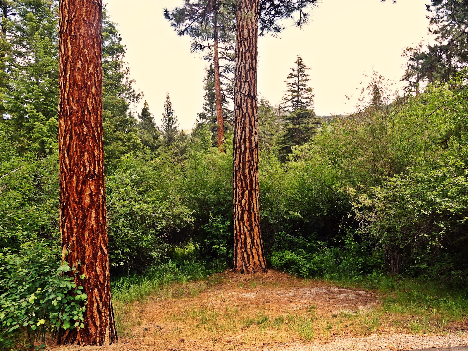 Indian Trees Campground