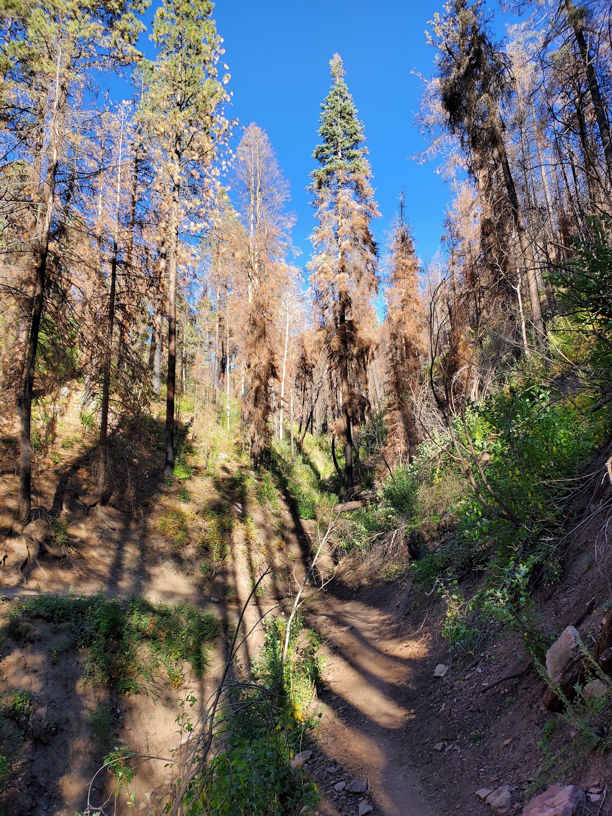 Lower Hermosa Campground