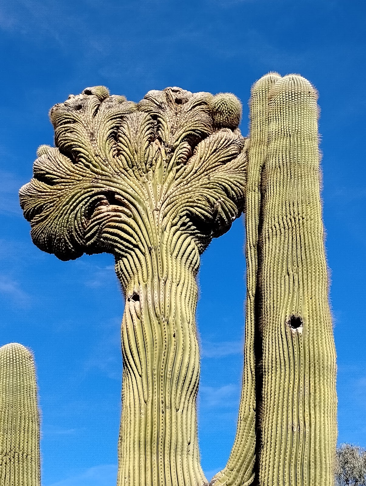 Mesa / Apache Junction KOA