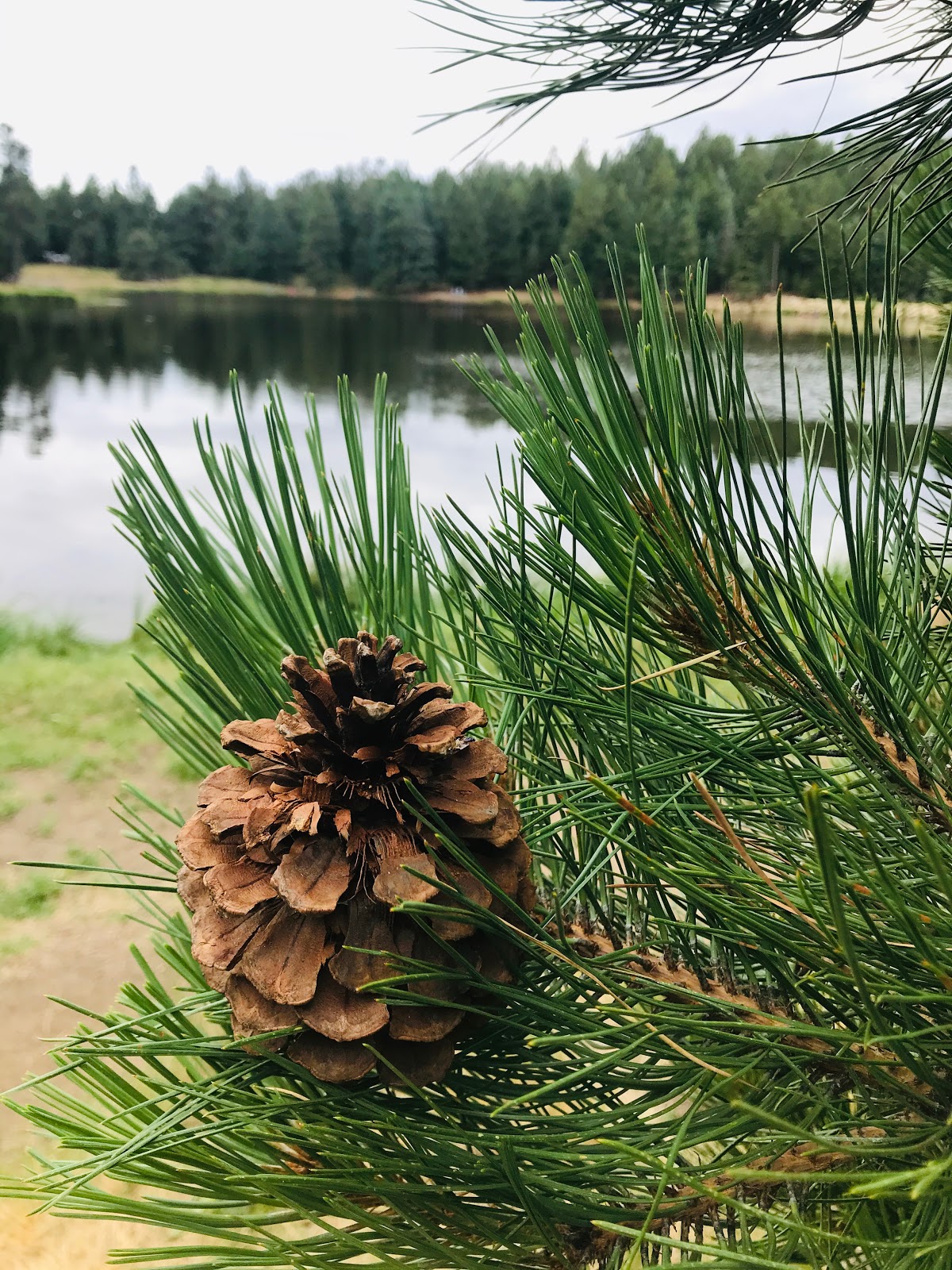Columbine Corrals Campground