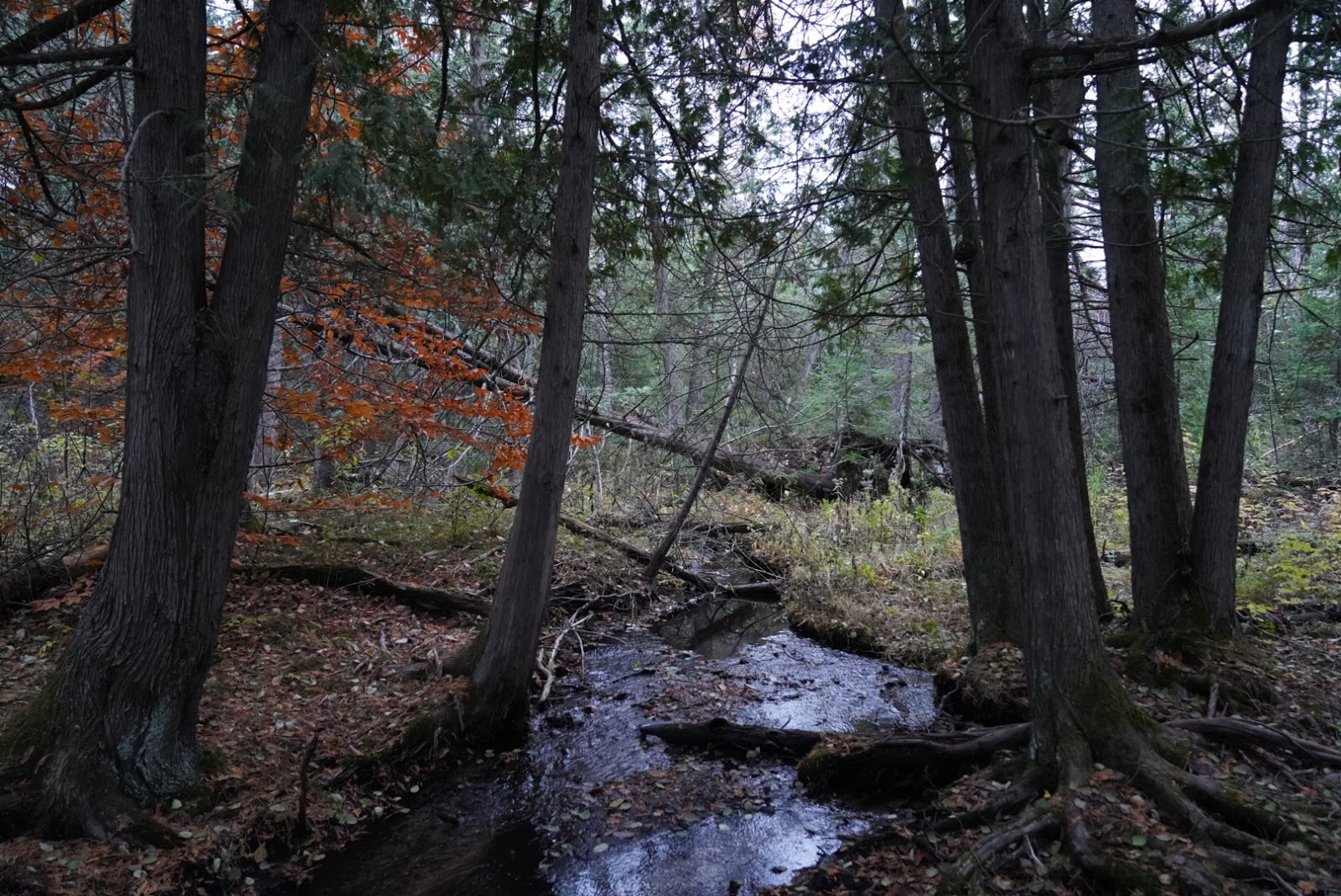 Pine Grove SF Campground