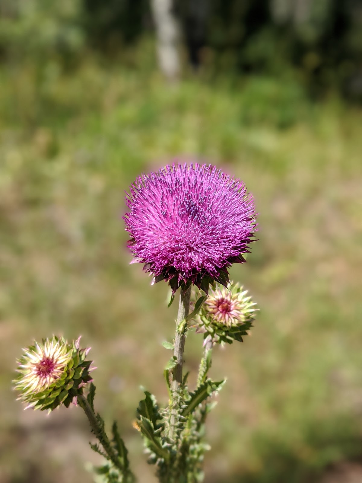 French Creek Campground