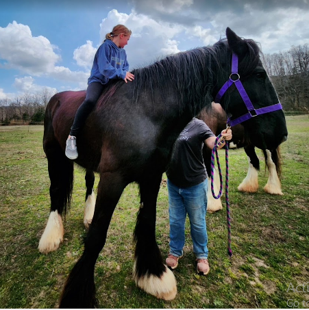 Summit's Valley Shire and Sport Horses, LLC