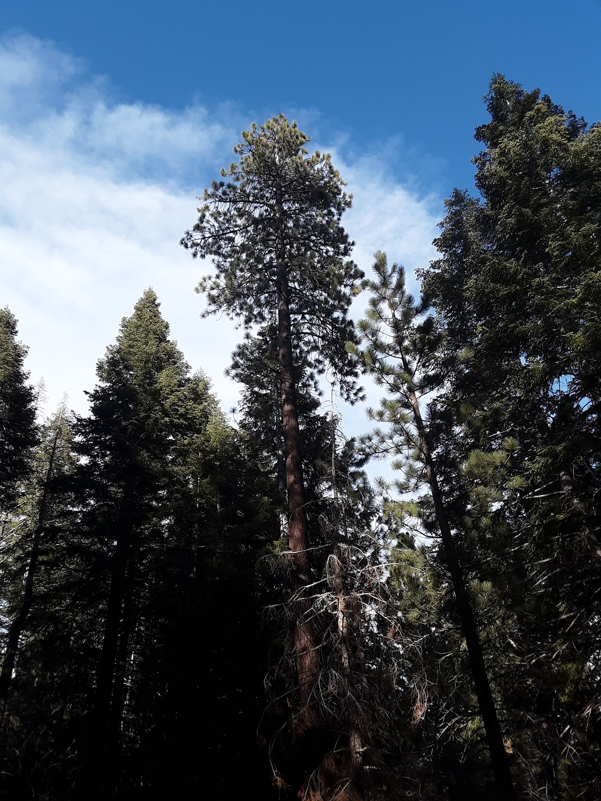 Peppermint Campground