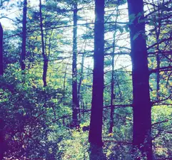 Pine Camp - Sand Ridge State Forest
