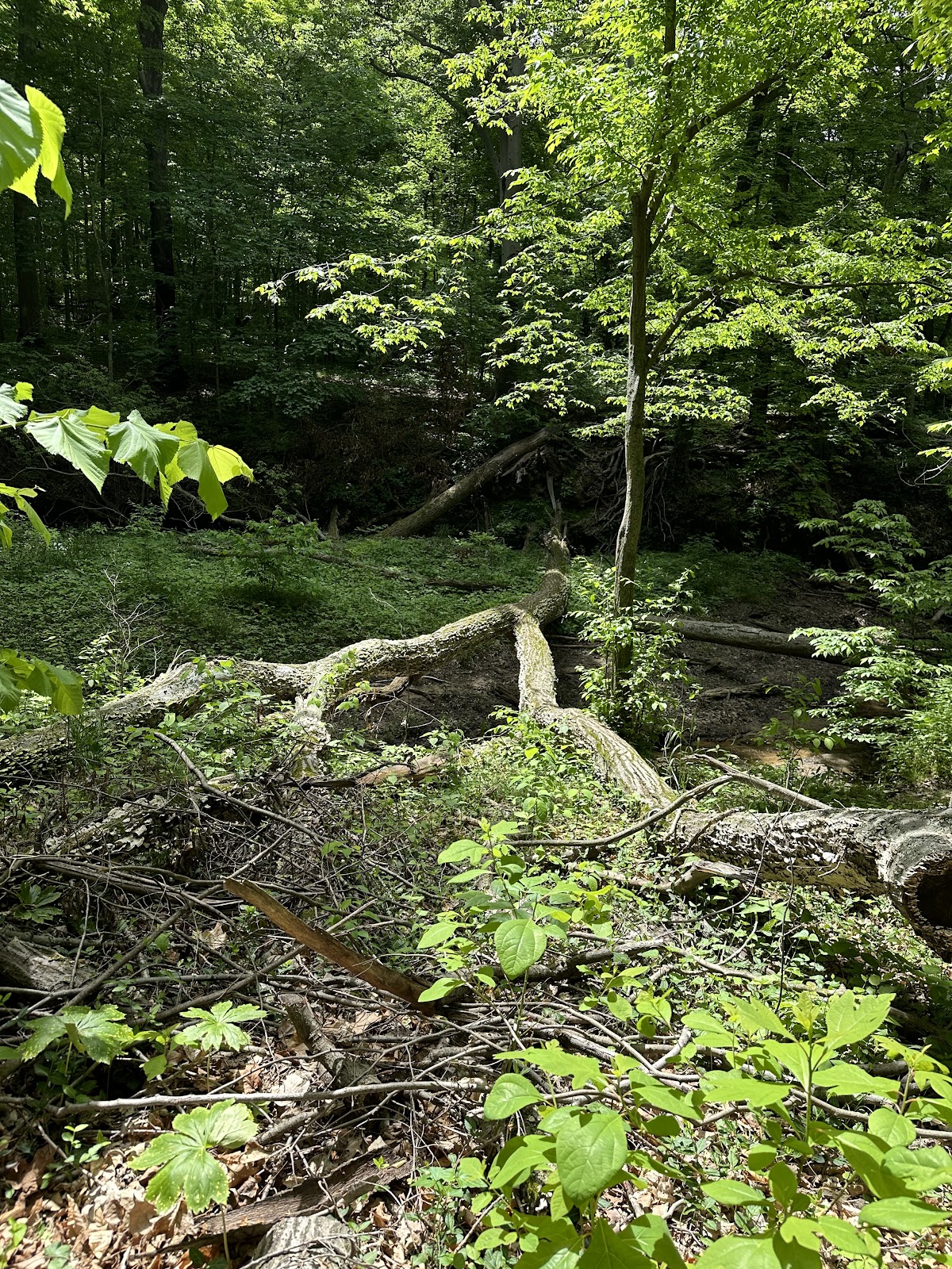 Ouabache Trails County Park