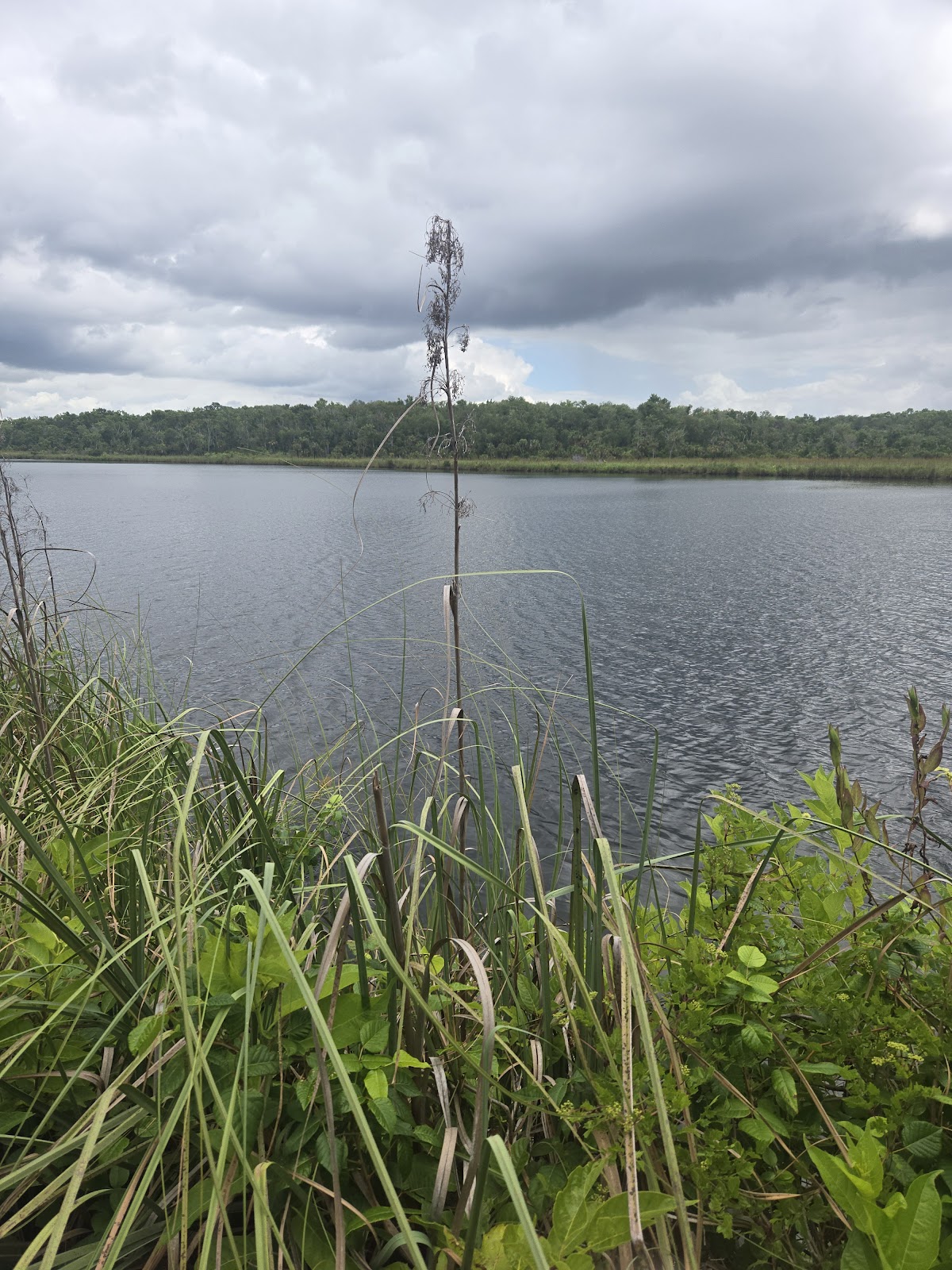 Hopkins Prairie NF Campground