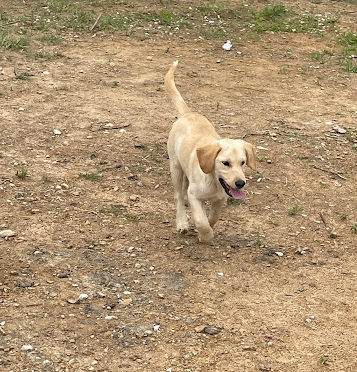Buffalo Camp & Ride Campground