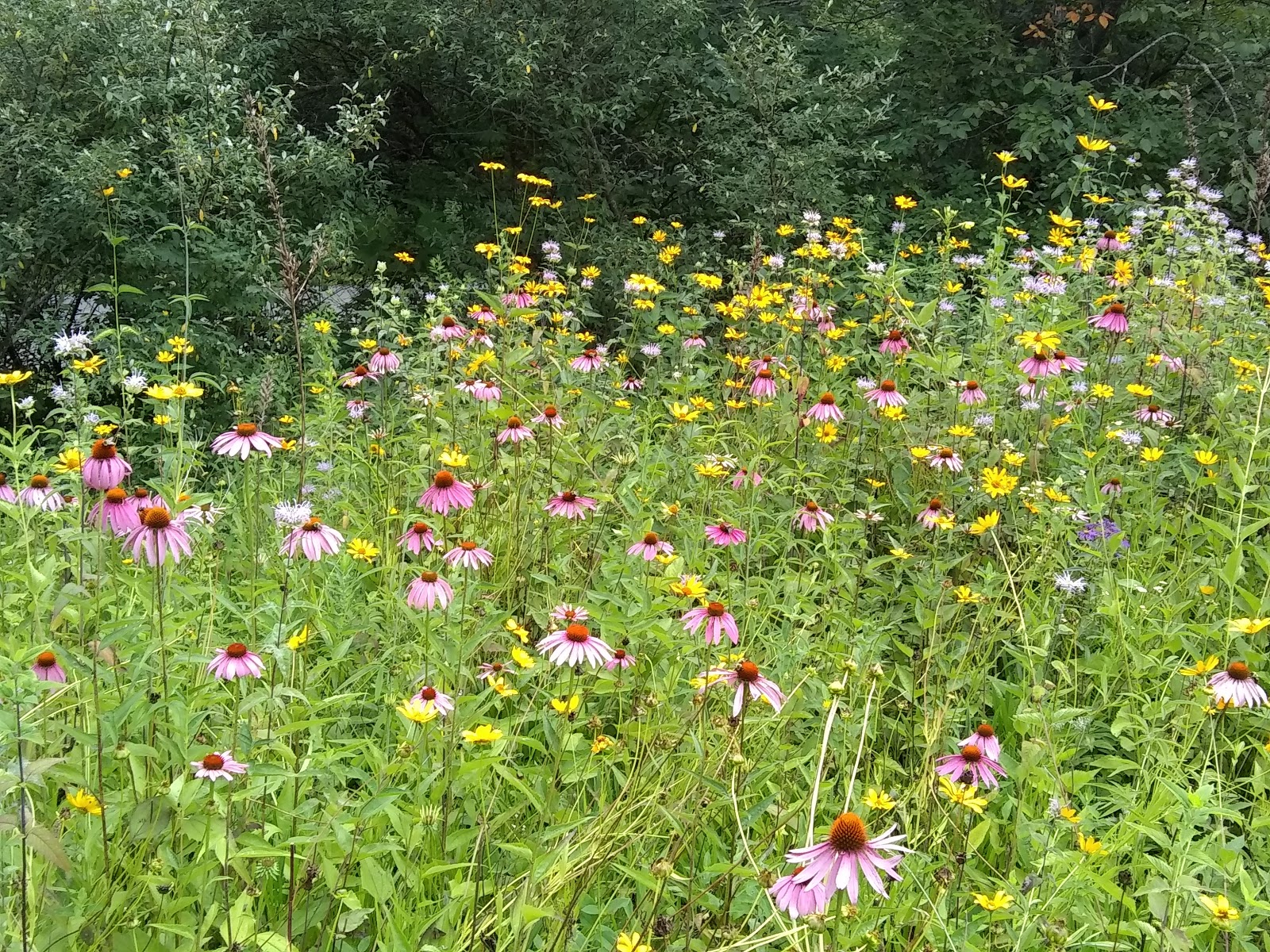 Summit Lake NF Campground