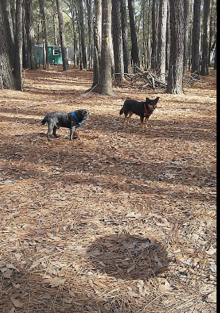 Artesian Springs Resort