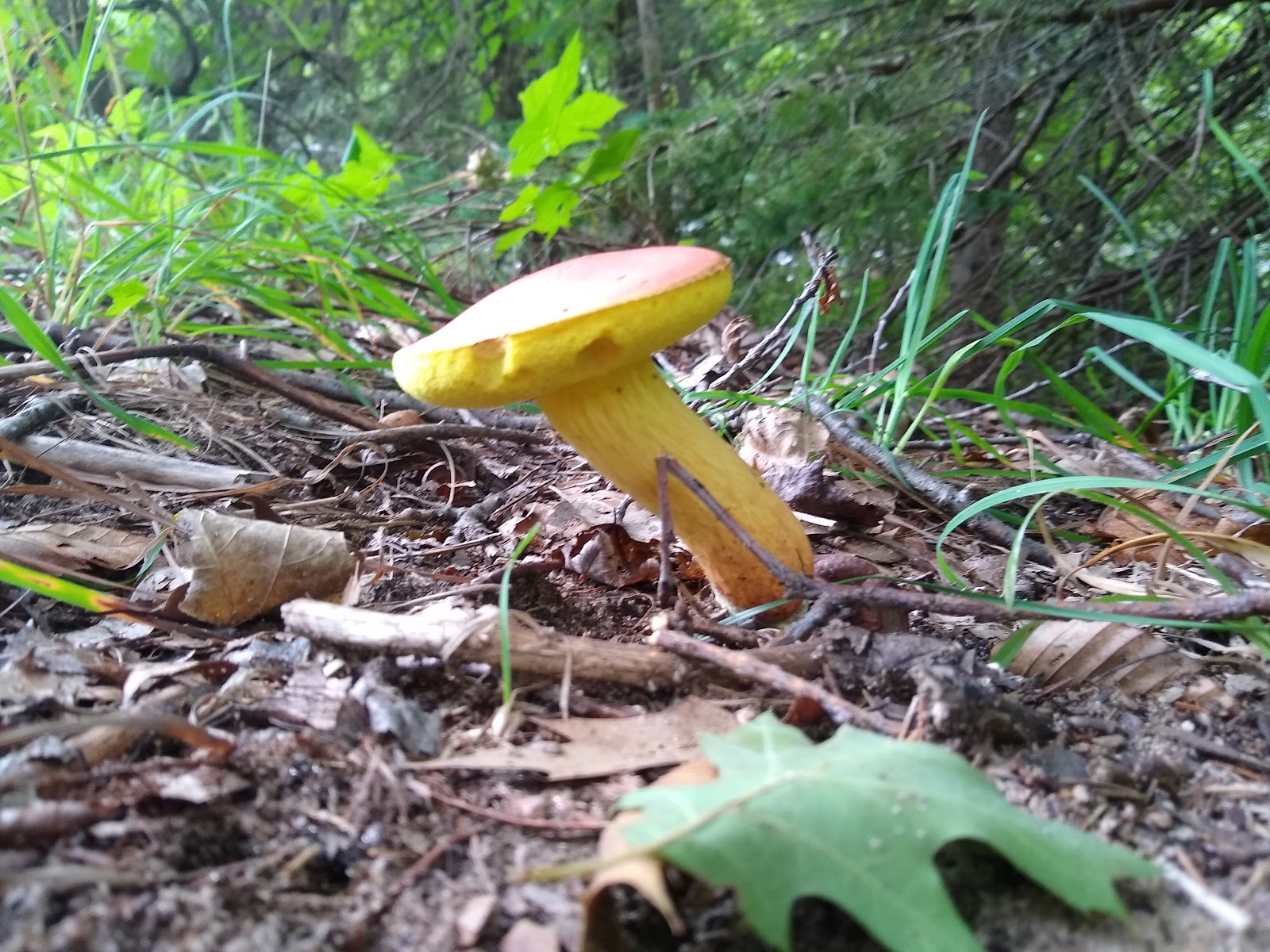 Grass Lake SF Campground