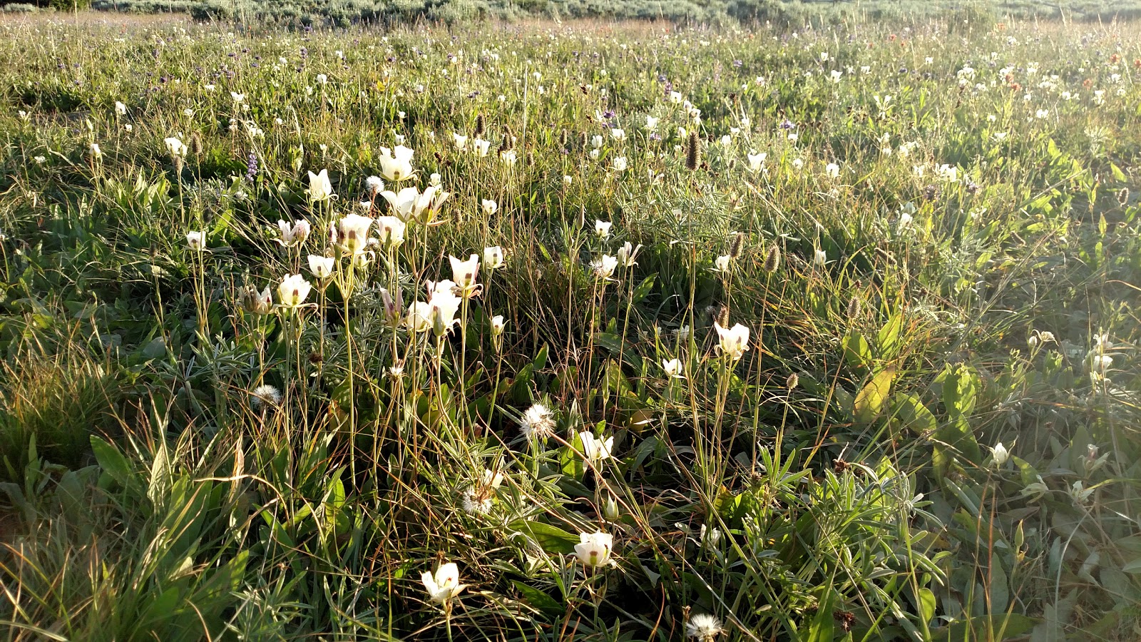 Howell Canyon Campground