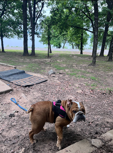 Highway 9 Landing Camping