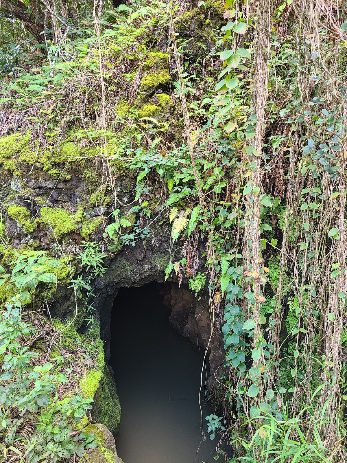 Waimano Valley / Ridge Trail Head