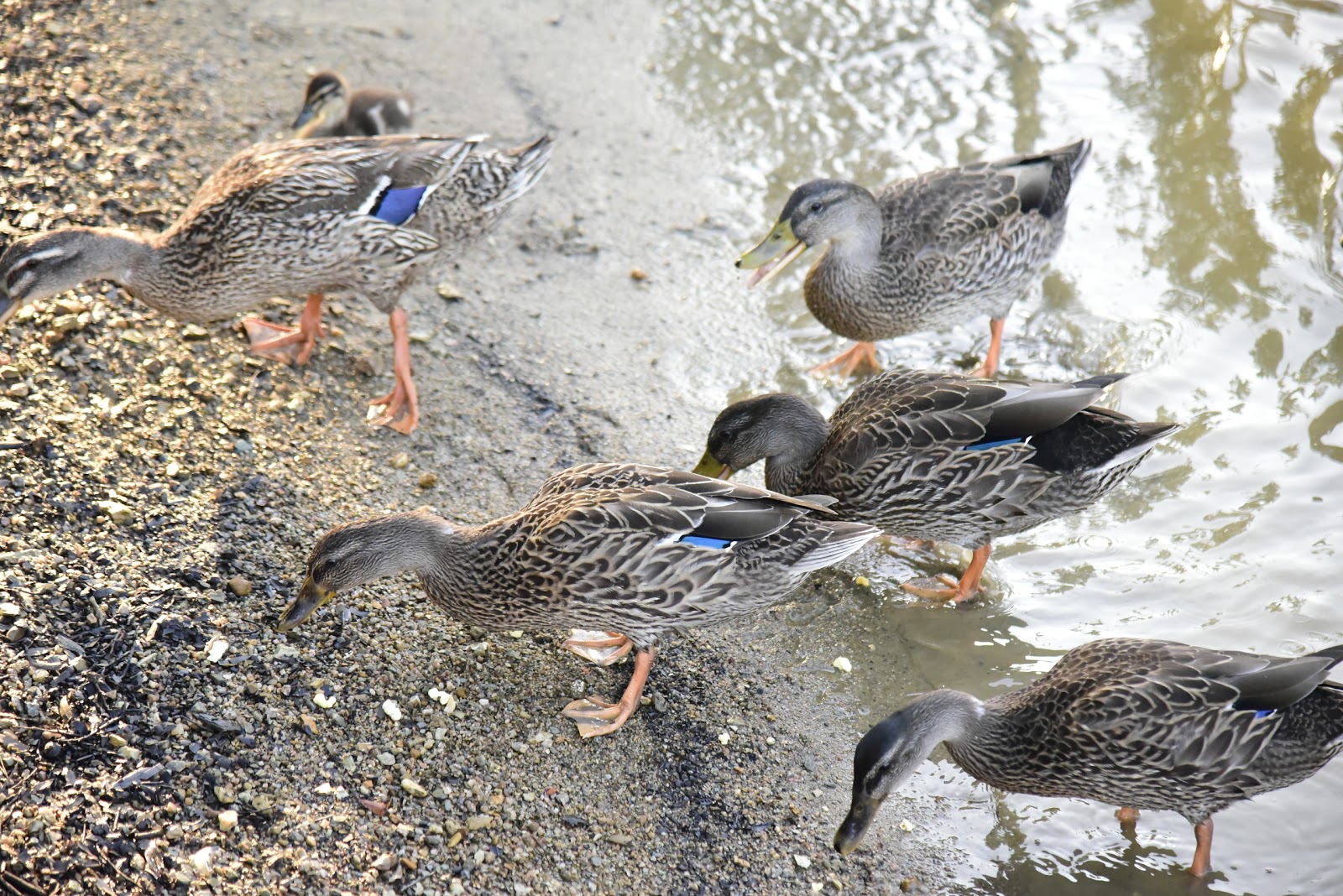 Tamarac Marina and Campground