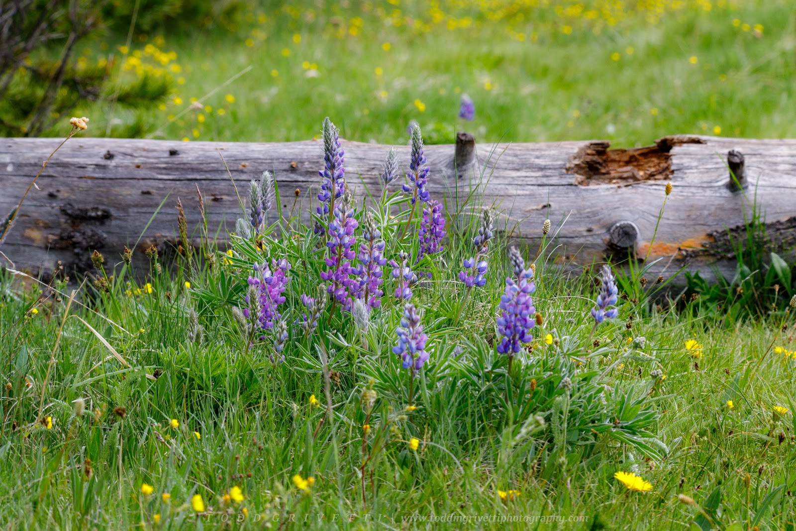 Island Park Campground
