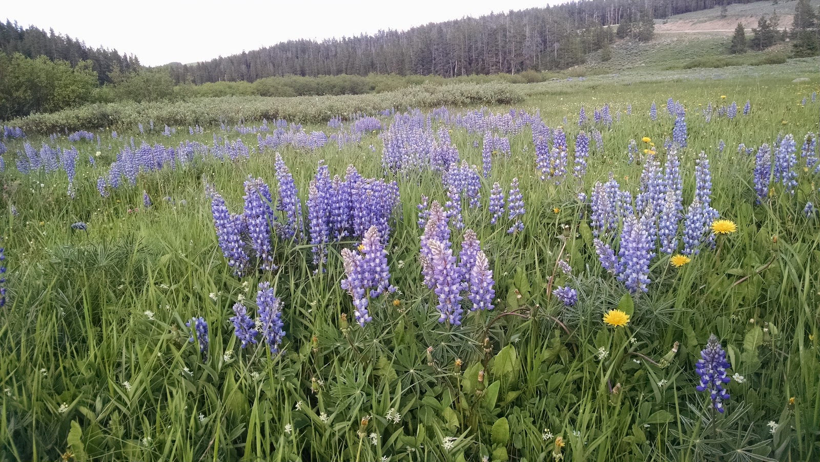North Tongue Campground