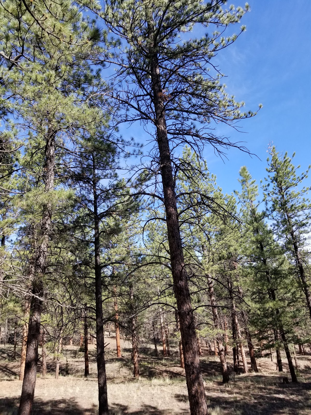 Blue Mountain Campground