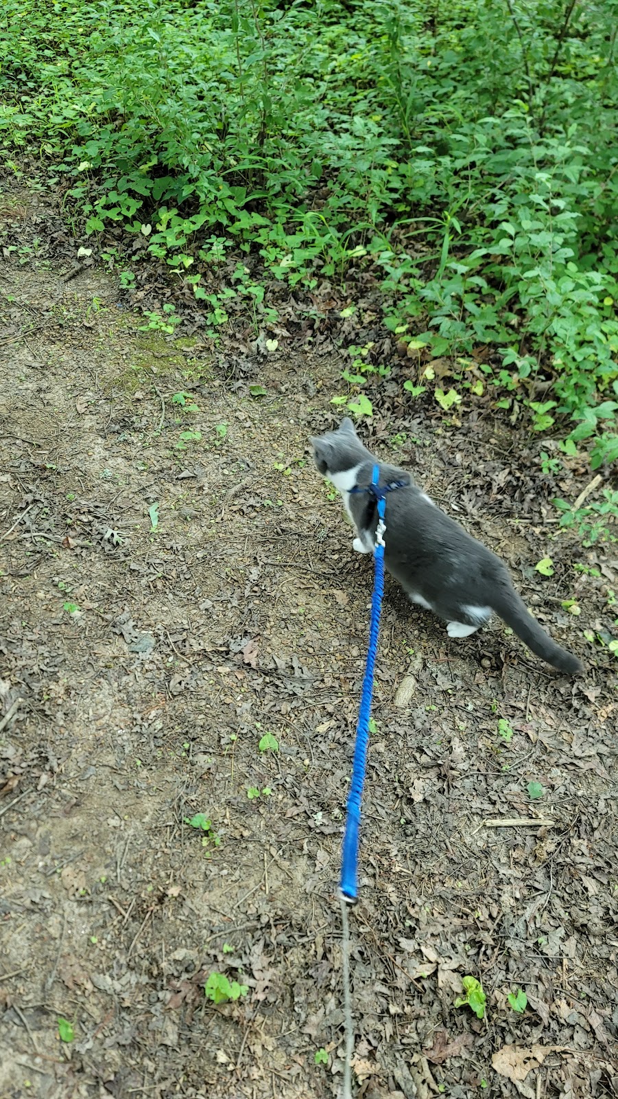 Cooper Creek NF Campground