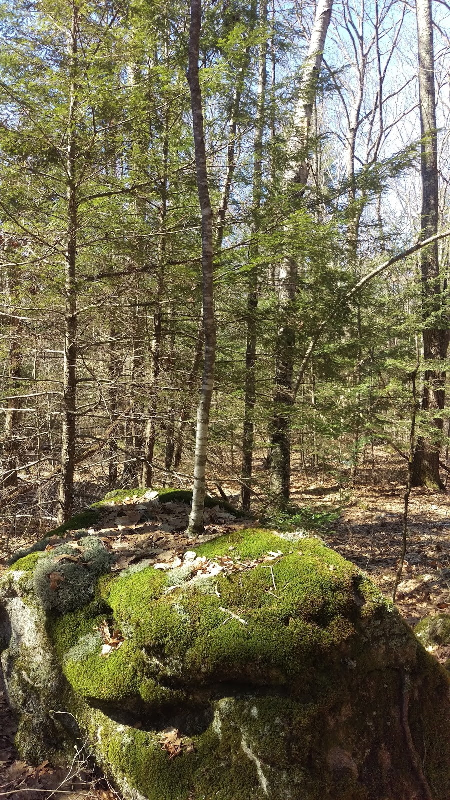 Petersham State Forest