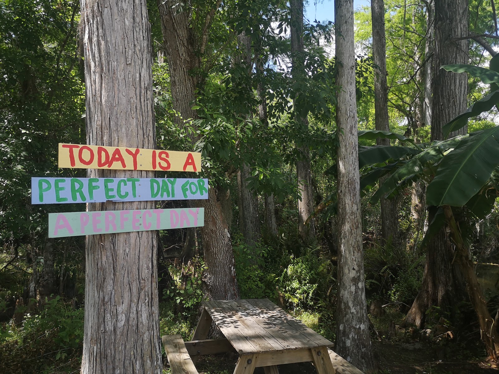 Pink Jeep - Big Cypress National