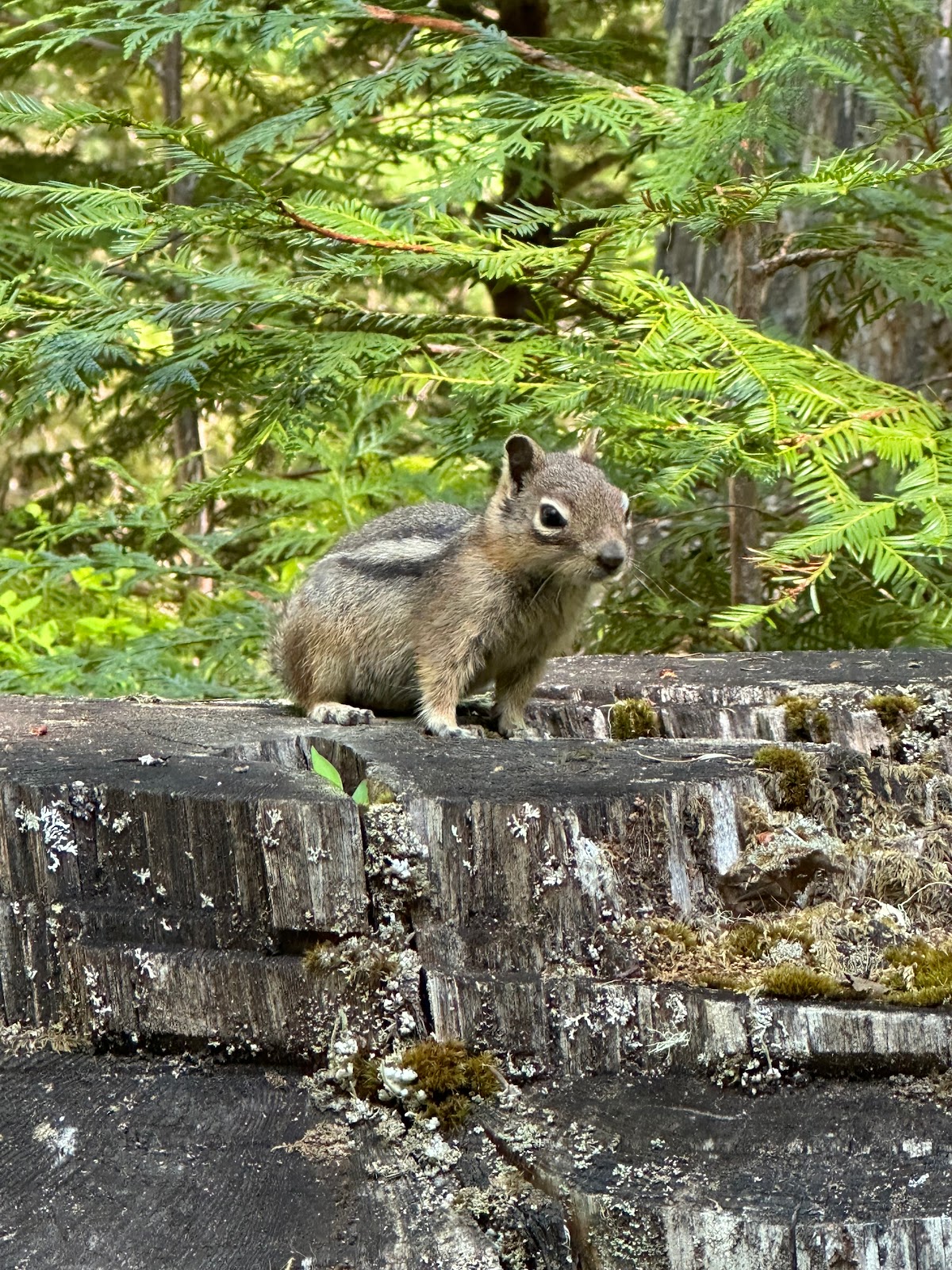 Adams Fork Campground