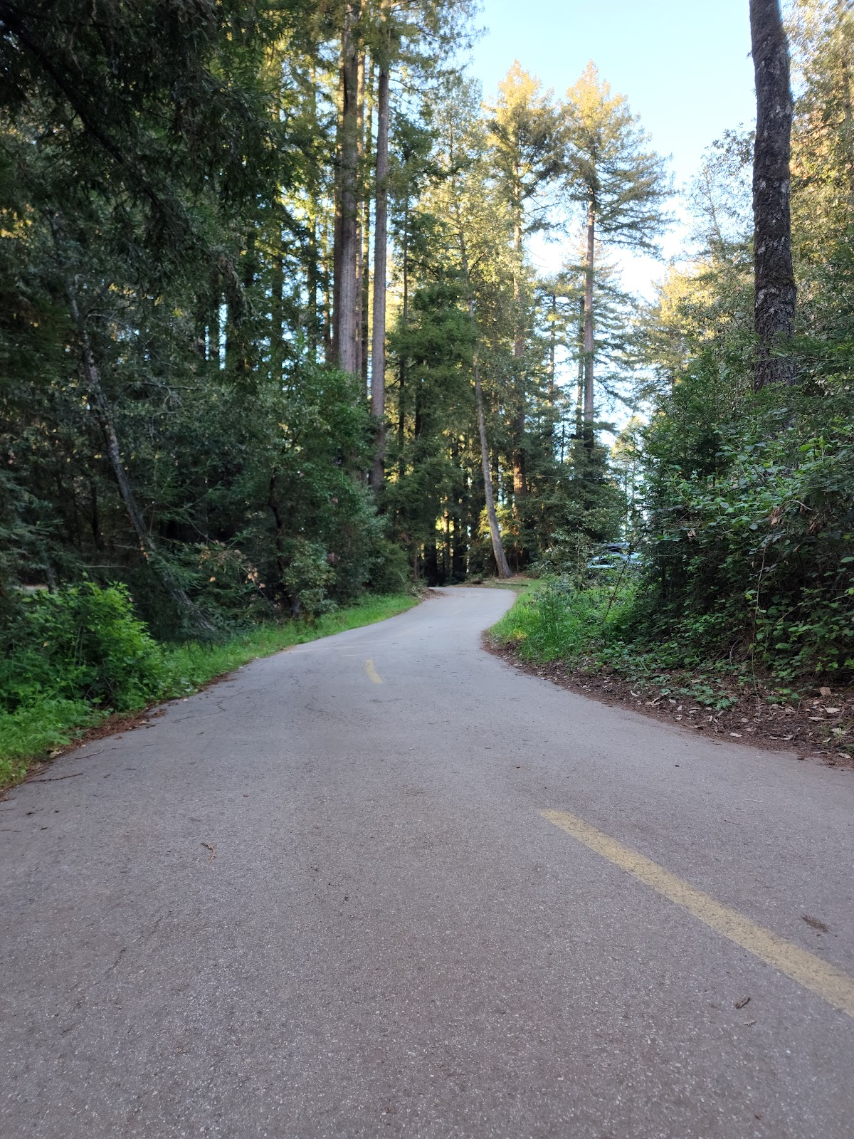 Tan Oak Campground, Mt Madonna County Park