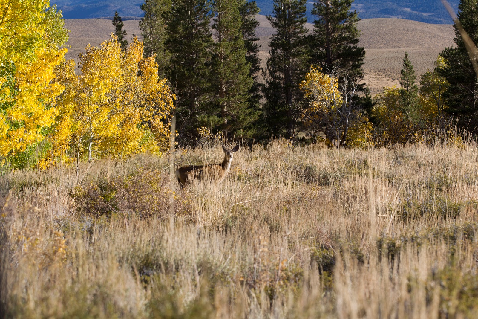 Upper Virginia Creek Campground