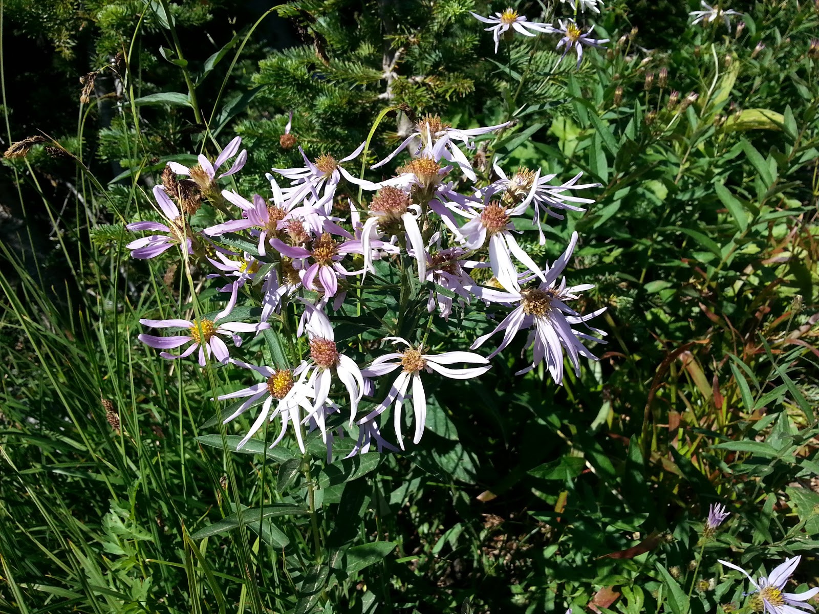 Sunshine Point Campground