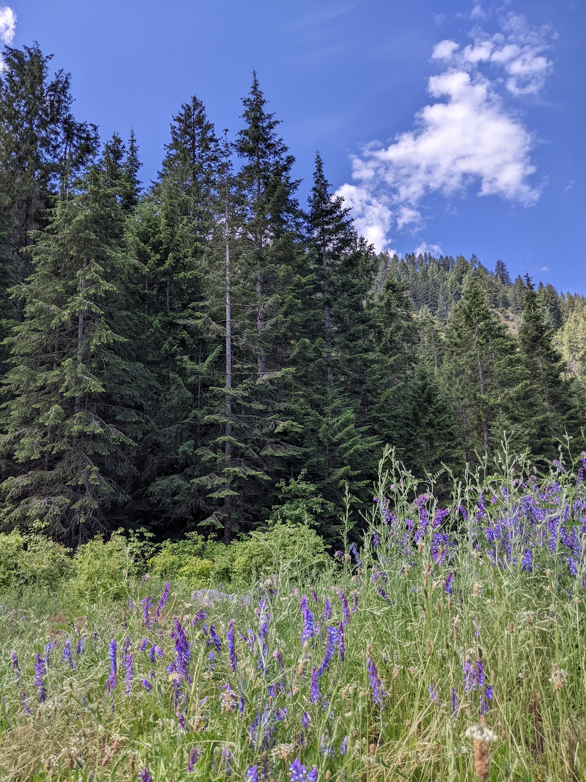 Beauty Creek Campground