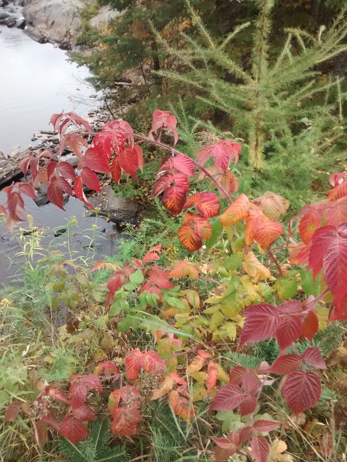 Moose River Campground