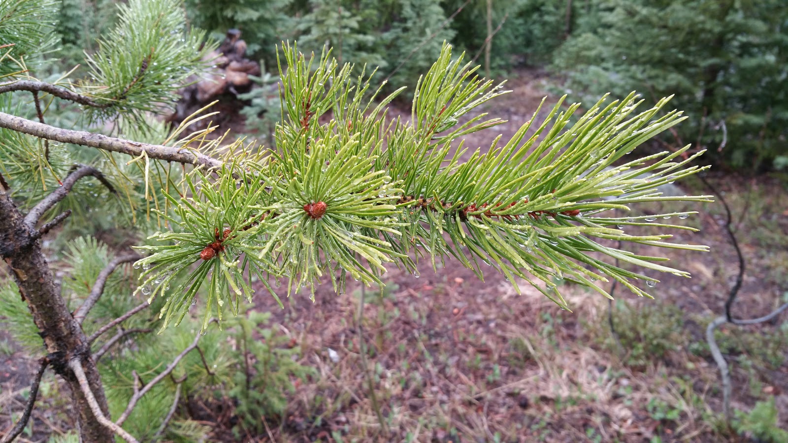 Fulford Cave Campground