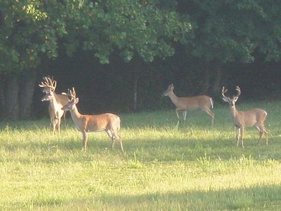 Humphreys Ridge Camp
