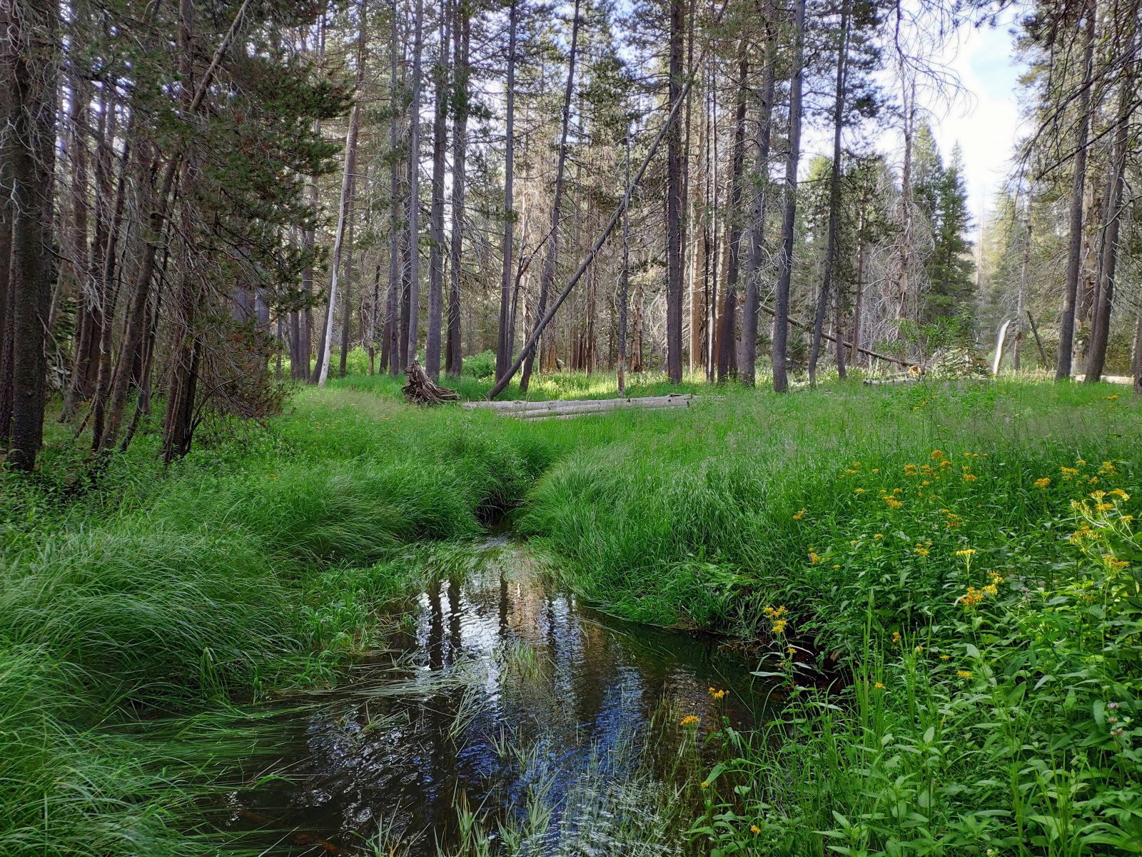 Bridalveil Creek - Yosemite National Park