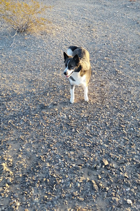 Desert Gardens RV Park