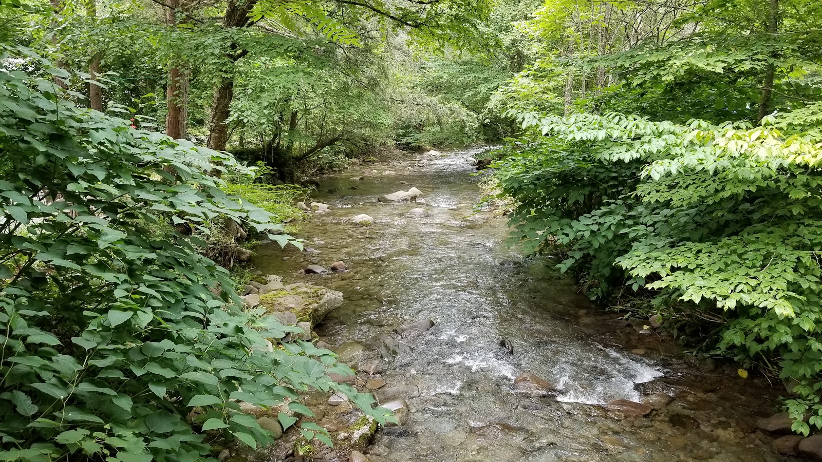 Russell Brook Campsite